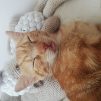 Sarman, Kedi Mişa Barbuş fotoğrafı