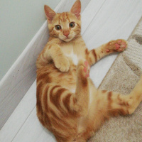 Sarman, Kedi Mişa Barbuş fotoğrafı