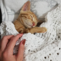 Sarman, Kedi Mişa Barbuş fotoğrafı