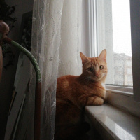 Sarman, Kedi Mişa Barbuş fotoğrafı