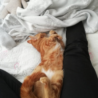 Sarman, Kedi Mişa Barbuş fotoğrafı