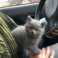 British Shorthair, Kedi  Hera fotoğrafı
