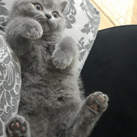 British Shorthair, Kedi  Hera fotoğrafı