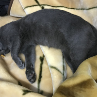 British Shorthair, Kedi Viki fotoğrafı