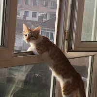 Sarman, Kedi Kehribar fotoğrafı