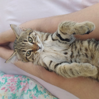 Tekir Kedi, Kedi Oskar fotoğrafı