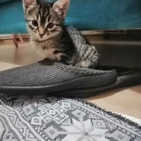 Tekir Kedi, Kedi Adını sahiplenen kişinin koymasını istedik fotoğrafı