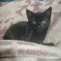 Tekir Kedi, Kedi Adını sahiplenen kişinin koymasını istedik fotoğrafı