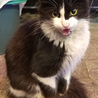 Tekir Kedi, Kedi kizum fotoğrafı