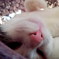 Tekir Kedi, Kedi kizum fotoğrafı