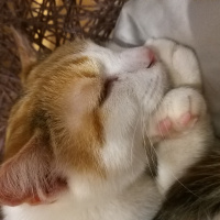 Tekir Kedi, Kedi kizum fotoğrafı