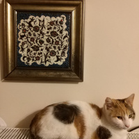 Tekir Kedi, Kedi kizum fotoğrafı