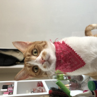 Sarman, Kedi Chen fotoğrafı