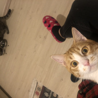 Sarman, Kedi Chen fotoğrafı