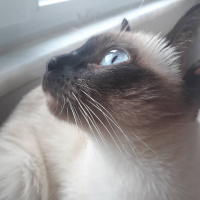 Siyam Kedisi, Kedi Alice fotoğrafı