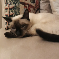 Siyam Kedisi, Kedi Alice fotoğrafı