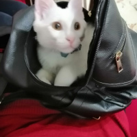 Chinchilla, Kedi Pambık fotoğrafı