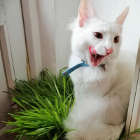 Chinchilla, Kedi Pambık fotoğrafı