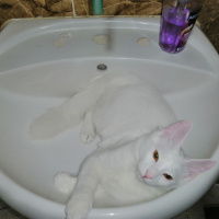 Chinchilla, Kedi Pambık fotoğrafı