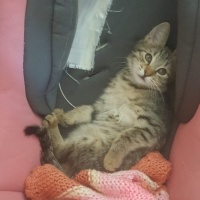 Tekir Kedi, Kedi Afacan fotoğrafı