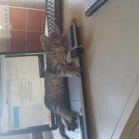 Tekir Kedi, Kedi Afacan fotoğrafı