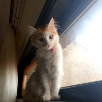 Tekir Kedi, Kedi Kaju fotoğrafı