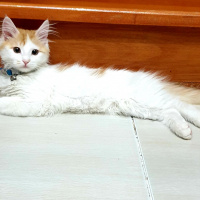 Tekir Kedi, Kedi Kaju fotoğrafı