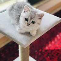 British Shorthair, Kedi Safir fotoğrafı