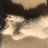 British Shorthair, Kedi Safir fotoğrafı