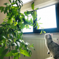 British Shorthair, Kedi Safir fotoğrafı