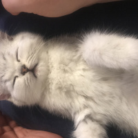 British Shorthair, Kedi Safir fotoğrafı