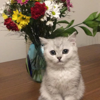 British Shorthair, Kedi Safir fotoğrafı