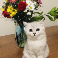 British Shorthair, Kedi Safir fotoğrafı