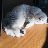 British Shorthair, Kedi Safir fotoğrafı