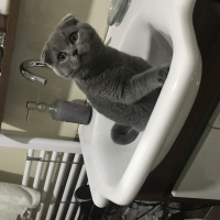 Scottish Fold, Kedi Melo fotoğrafı