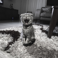 Scottish Fold, Kedi Simba fotoğrafı