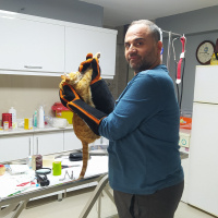 Tekir Kedi, Kedi Günes fotoğrafı