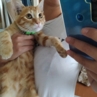 Tekir Kedi, Kedi Günes fotoğrafı