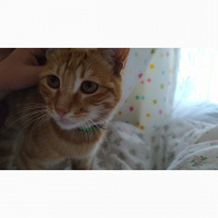 Tekir Kedi, Kedi Günes fotoğrafı