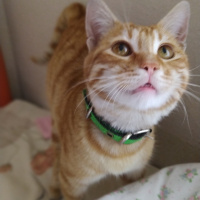 Tekir Kedi, Kedi Günes fotoğrafı