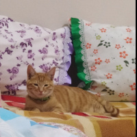 Tekir Kedi, Kedi Günes fotoğrafı