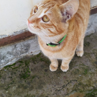 Tekir Kedi, Kedi Günes fotoğrafı