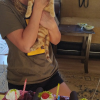 Tekir Kedi, Kedi Günes fotoğrafı