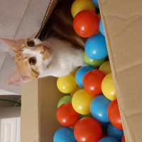 Tekir Kedi, Kedi Behlül fotoğrafı