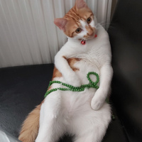 Tekir Kedi, Kedi Behlül fotoğrafı