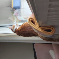 Tekir Kedi, Kedi Behlül fotoğrafı