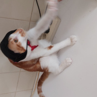 Tekir Kedi, Kedi Behlül fotoğrafı