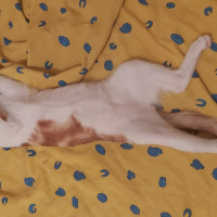 Tekir Kedi, Kedi Behlül fotoğrafı