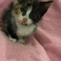 Tekir Kedi, Kedi Atom fotoğrafı