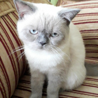 British Shorthair, Kedi lord fotoğrafı
